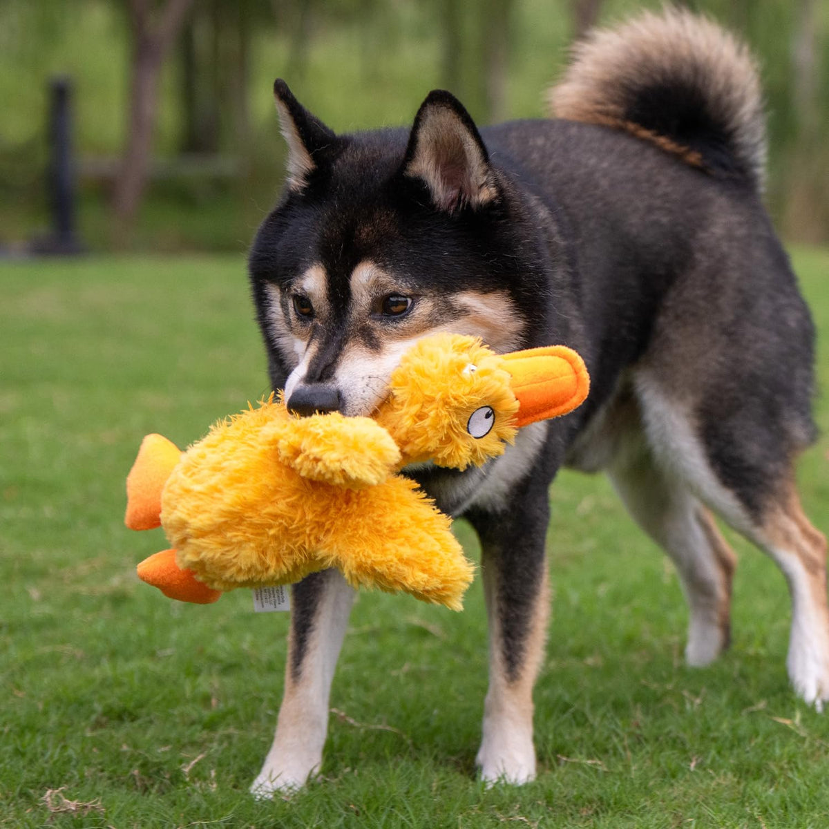 Best Pet Supplies Interactive Squeaky Dog Toy - Crinkle Duck, Blue Father Jim Norris notebooks