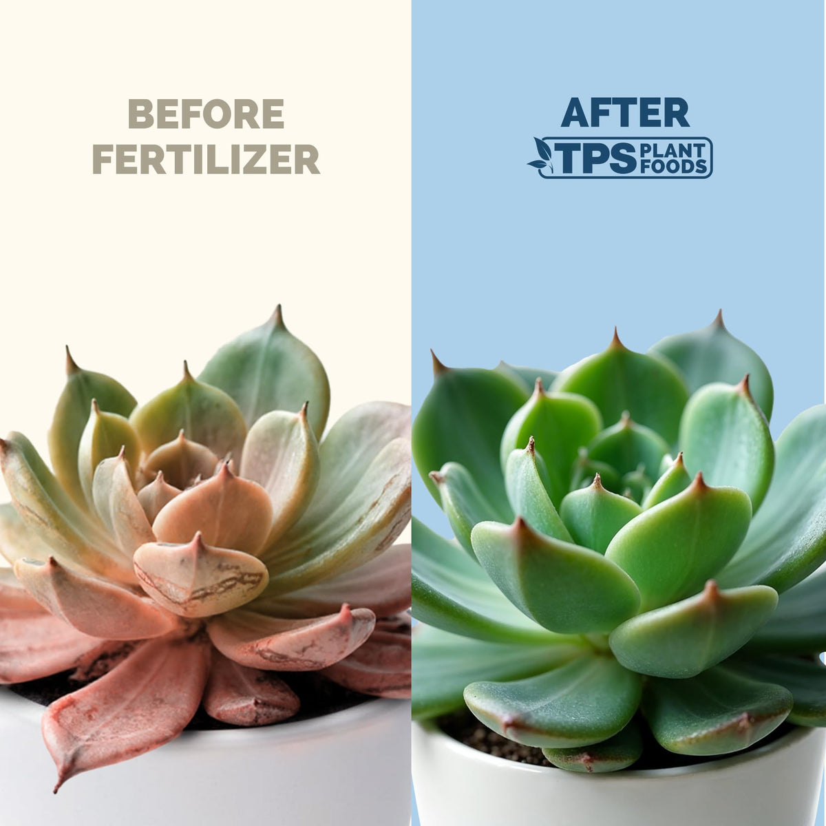 Lemon Tree Fertilizer – Liquid Plant Food for Healthy Growth & Blooms, 8 oz Father Jim Norris notebooks