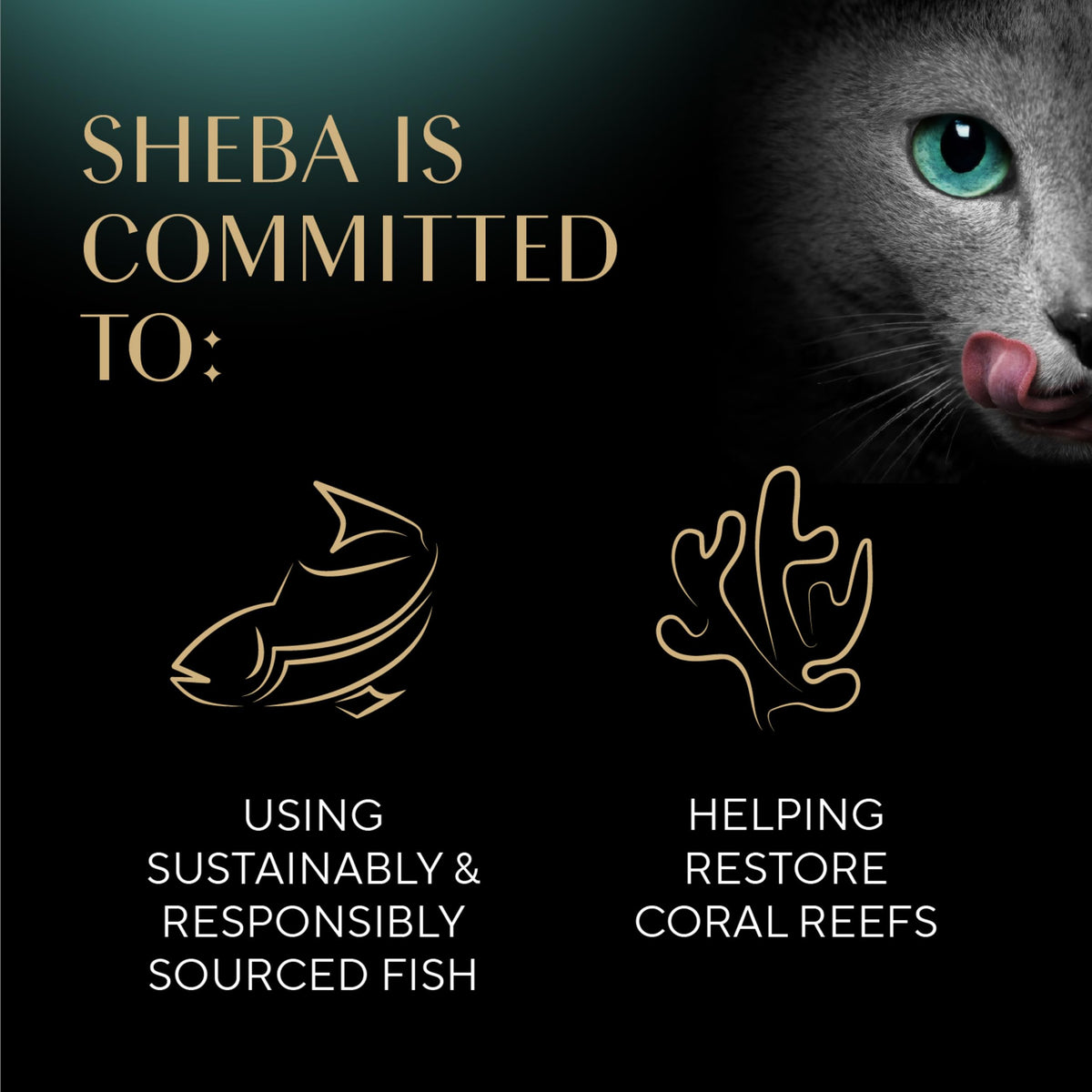 Sheba Perfect Portions Cuts Wet Cat Food, Salmon & Tuna, 2.6 oz, 12 ct, 2pk