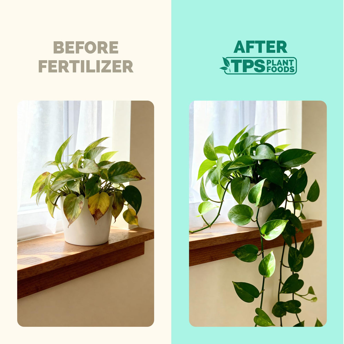 Lemon Tree Fertilizer – Liquid Plant Food for Healthy Growth & Blooms, 8 oz Father Jim Norris notebooks