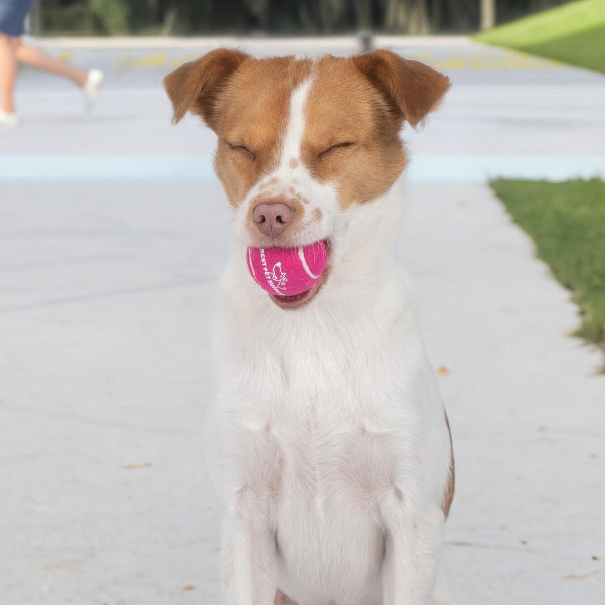 Best Pet Supplies Interactive Squeaky Dog Toy - Crinkle Duck, Blue Father Jim Norris notebooks