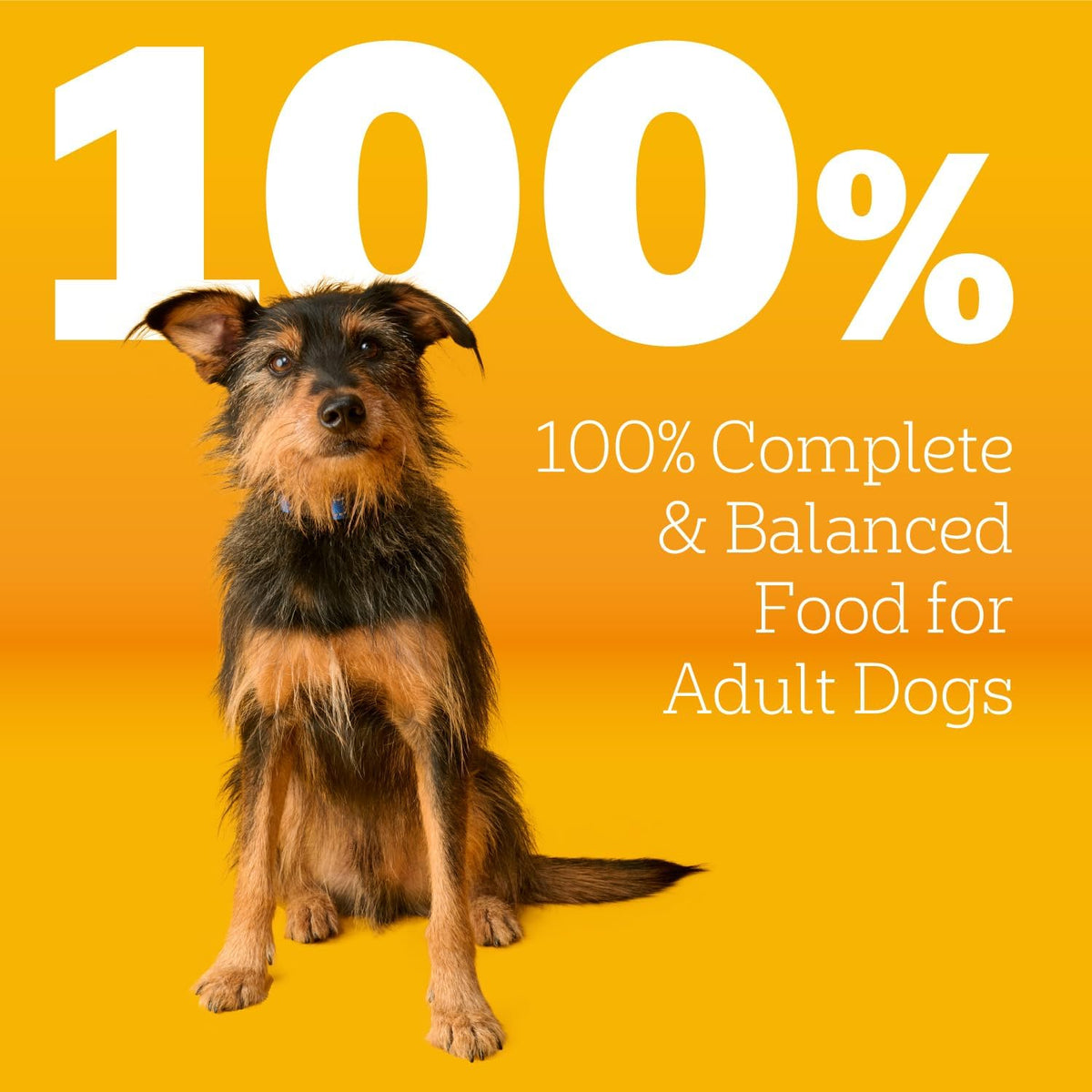 Pedigree Adult Complete Nutrition Dry Dog Food, Steak & Vegetable, 18 lb