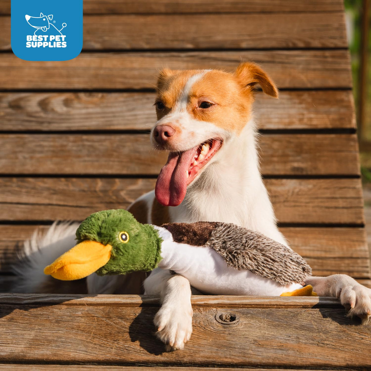 Best Pet Supplies Interactive Squeaky Dog Toy - Crinkle Duck, Blue Father Jim Norris notebooks