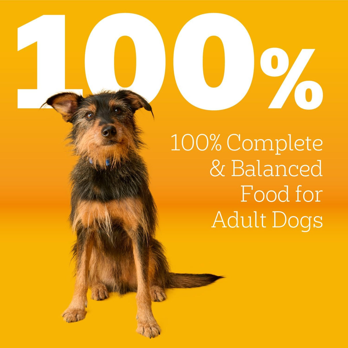 Pedigree Adult Complete Nutrition Dry Dog Food, Steak & Vegetable, 18 lb