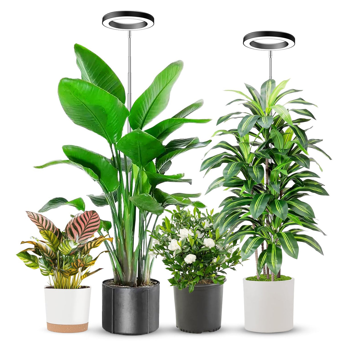 Aokrean Grow Lights for Indoor Plants Growing, Full Spectrum with Base Father Jim Norris notebooks
