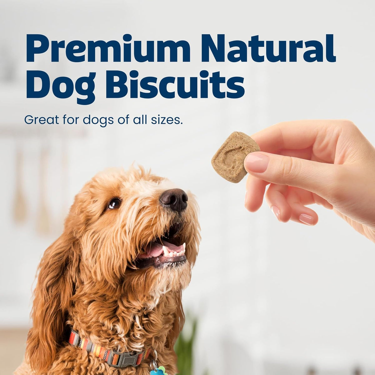Blue Buffalo Health Bars Pumpkin & Cinnamon Dog Biscuits, 16 oz Father Jim Norris notebooks