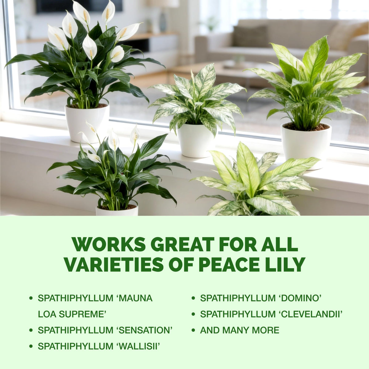 Lemon Tree Fertilizer – Liquid Plant Food for Healthy Growth & Blooms, 8 oz Father Jim Norris notebooks