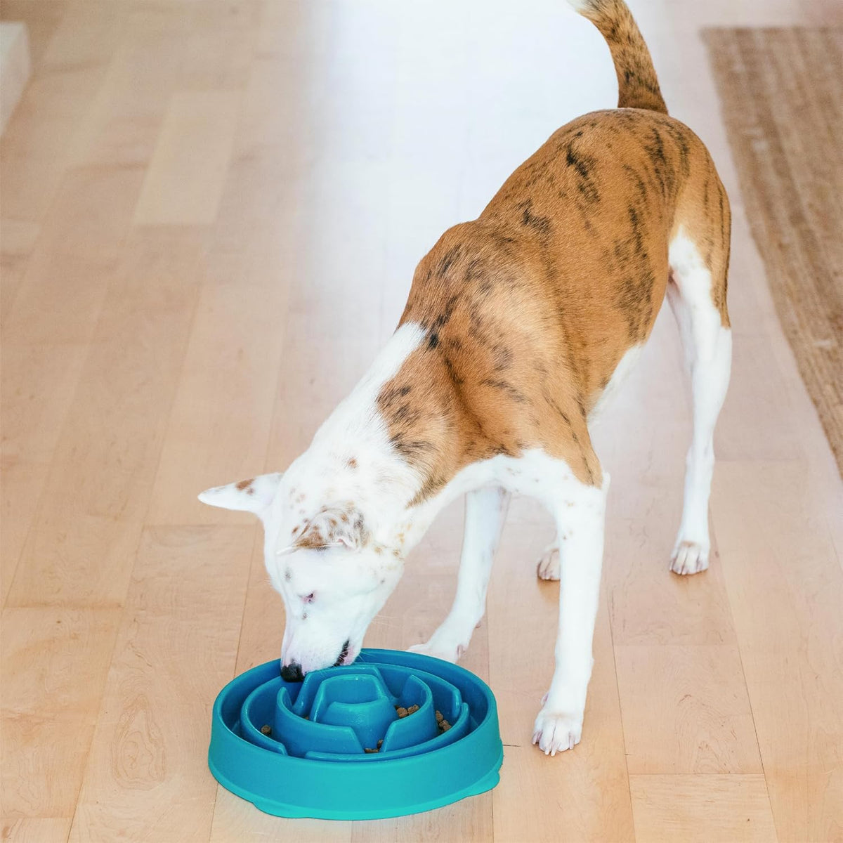 Outward Hound Fun Feeder Slo Bowl Dog Slow Feeder, Notch, Blue, 8.8"