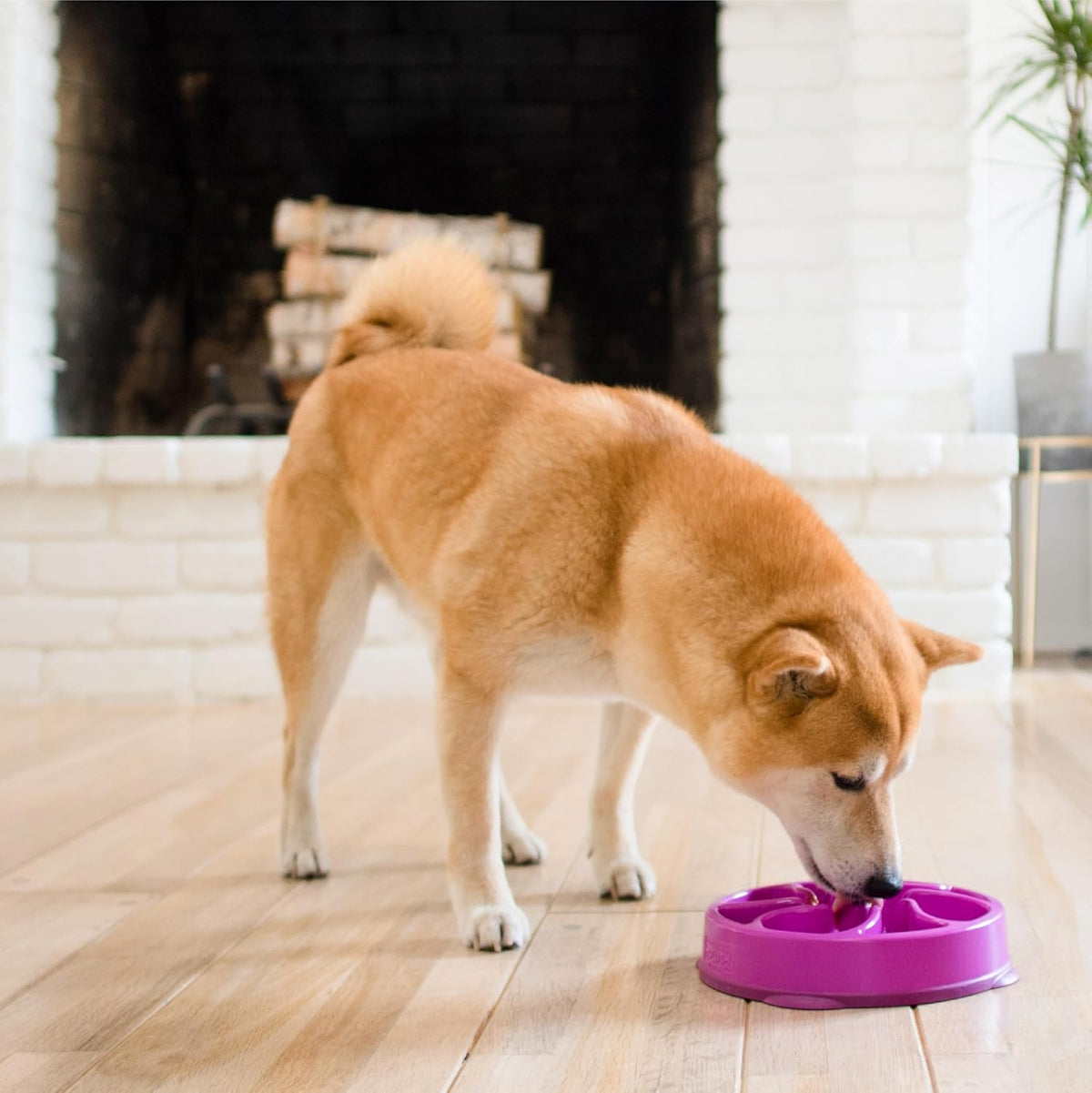 Outward Hound Fun Feeder Slo Bowl Dog Slow Feeder, Notch, Blue, 8.8"
