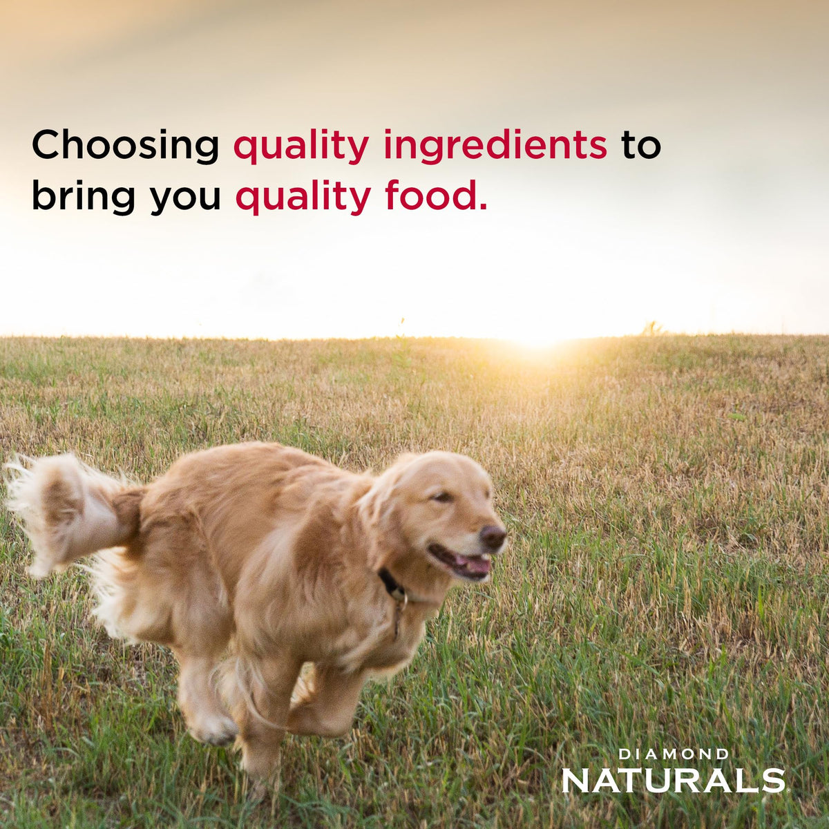 Diamond Naturals Light Adult Dry Dog Food, Lamb Meal & Rice, 30lb
