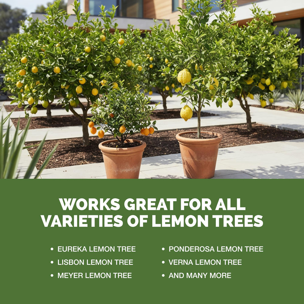 Lemon Tree Fertilizer – Liquid Plant Food for Healthy Growth & Blooms, 8 oz Father Jim Norris notebooks
