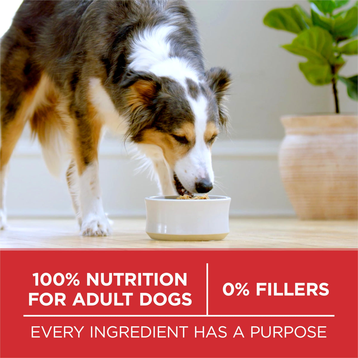 Purina ONE Lamb and Rice Formula Dry Dog Food for Digestive Support