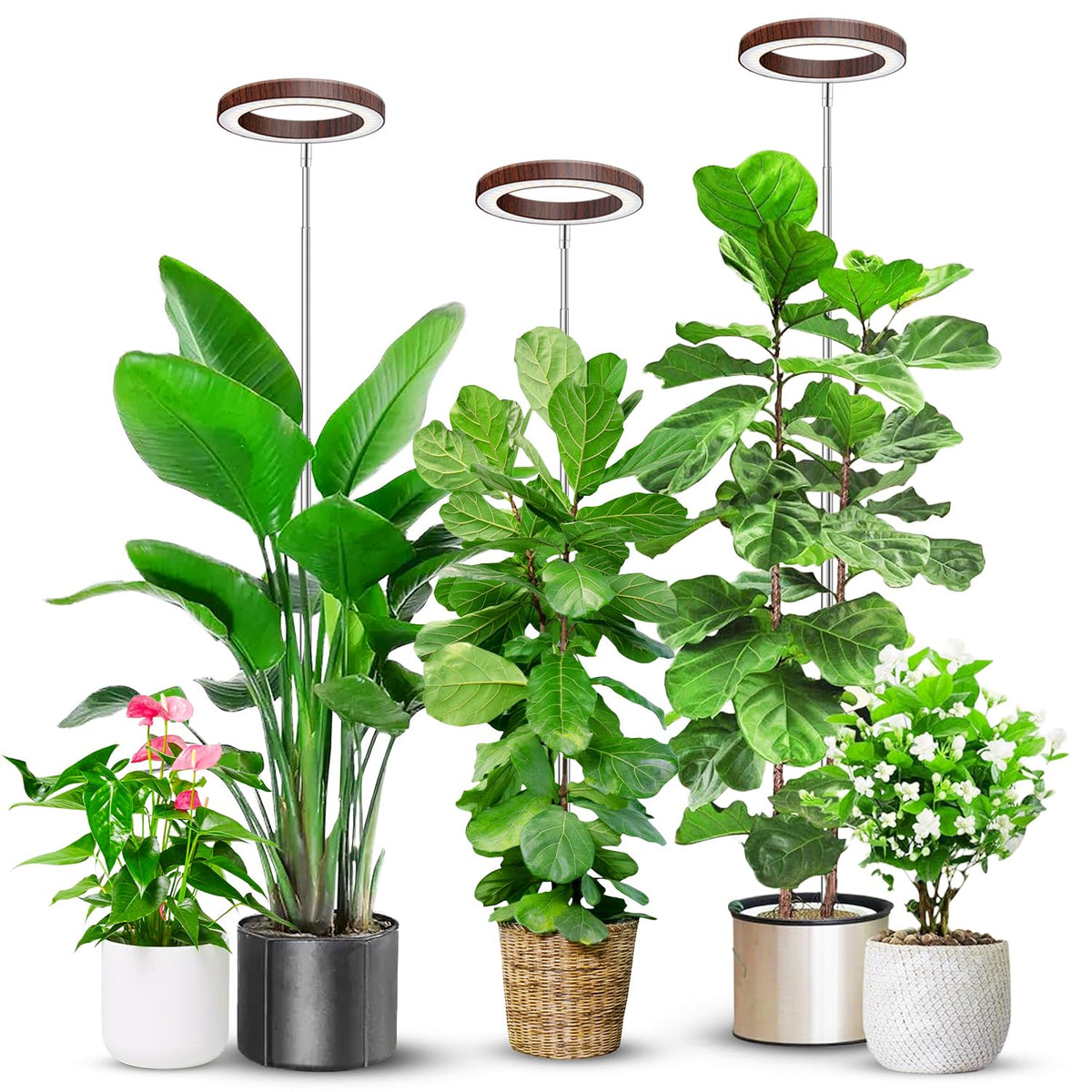Aokrean Grow Lights for Indoor Plants Growing, Full Spectrum with Base Father Jim Norris notebooks