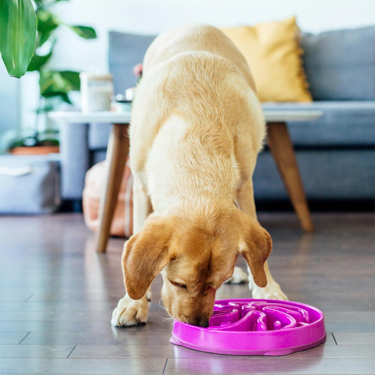 Outward Hound Fun Feeder Slo Bowl Dog Slow Feeder, Notch, Blue, 8.8"