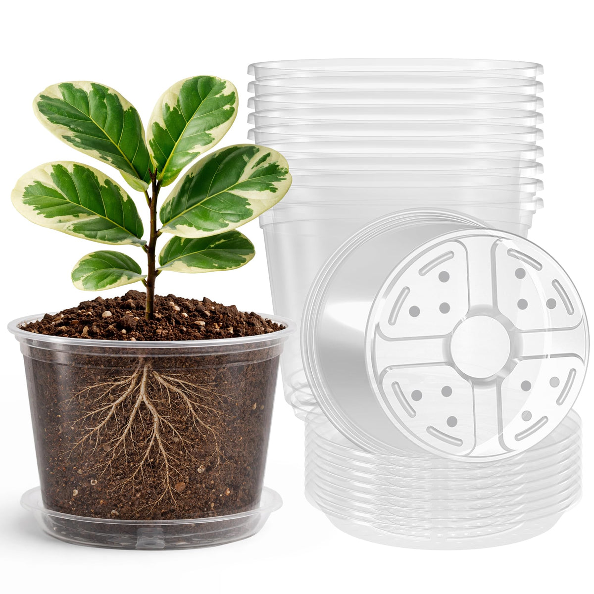Bluepro Clear Nursery Pots with Humidity Domes, 4 Inch, 30-Pack Father Jim Norris notebooks