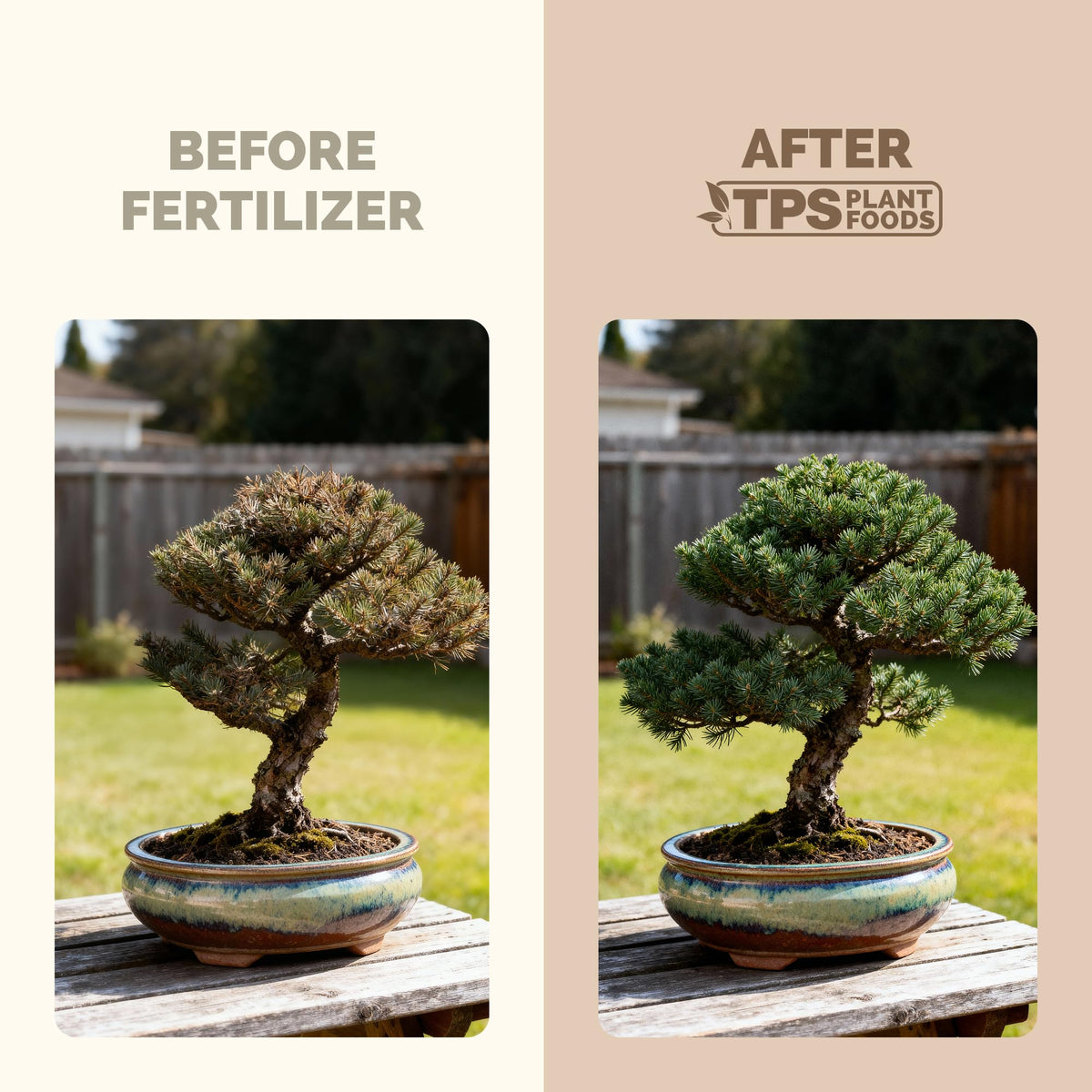 Lemon Tree Fertilizer – Liquid Plant Food for Healthy Growth & Blooms, 8 oz Father Jim Norris notebooks