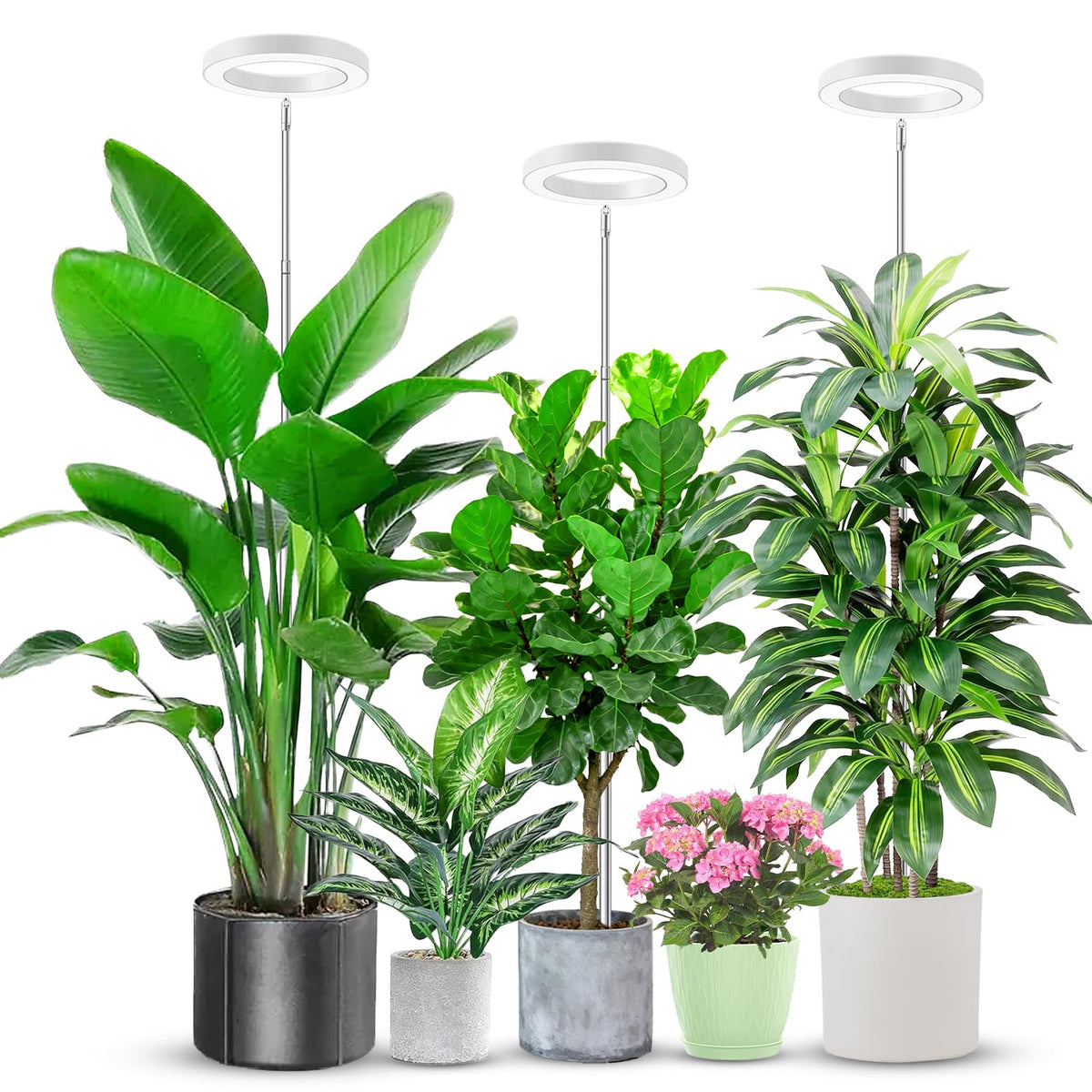 Aokrean Grow Lights for Indoor Plants Growing, Full Spectrum with Base Father Jim Norris notebooks