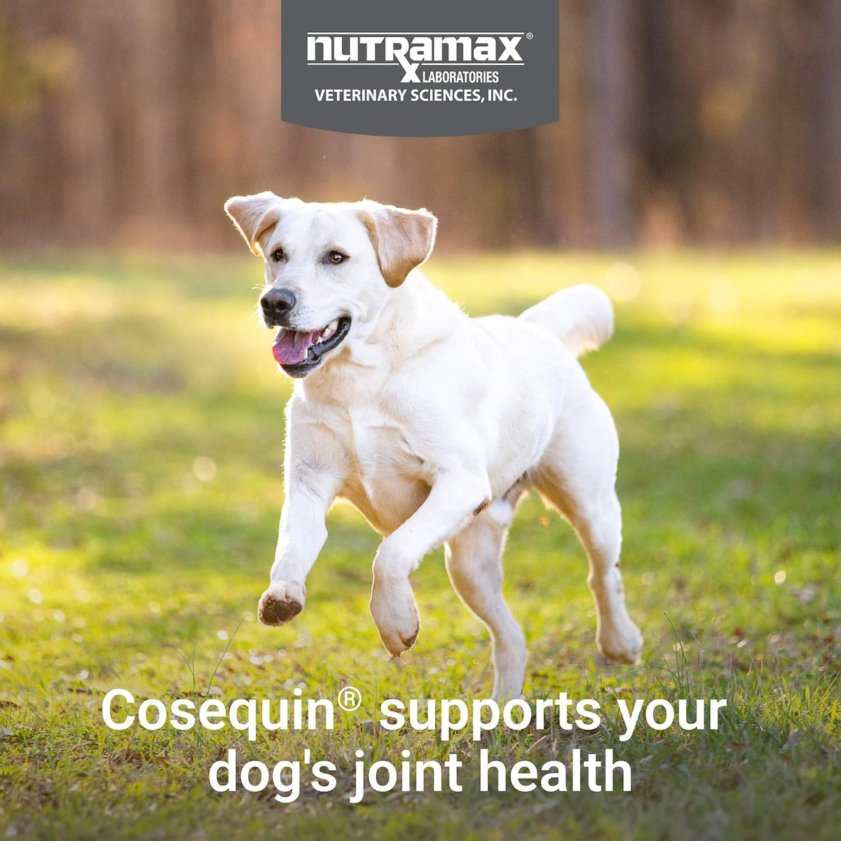 Nutramax Cosequin Joint Supplement for Dogs, Chewable Tablets, 132ct Father Jim Norris notebooks