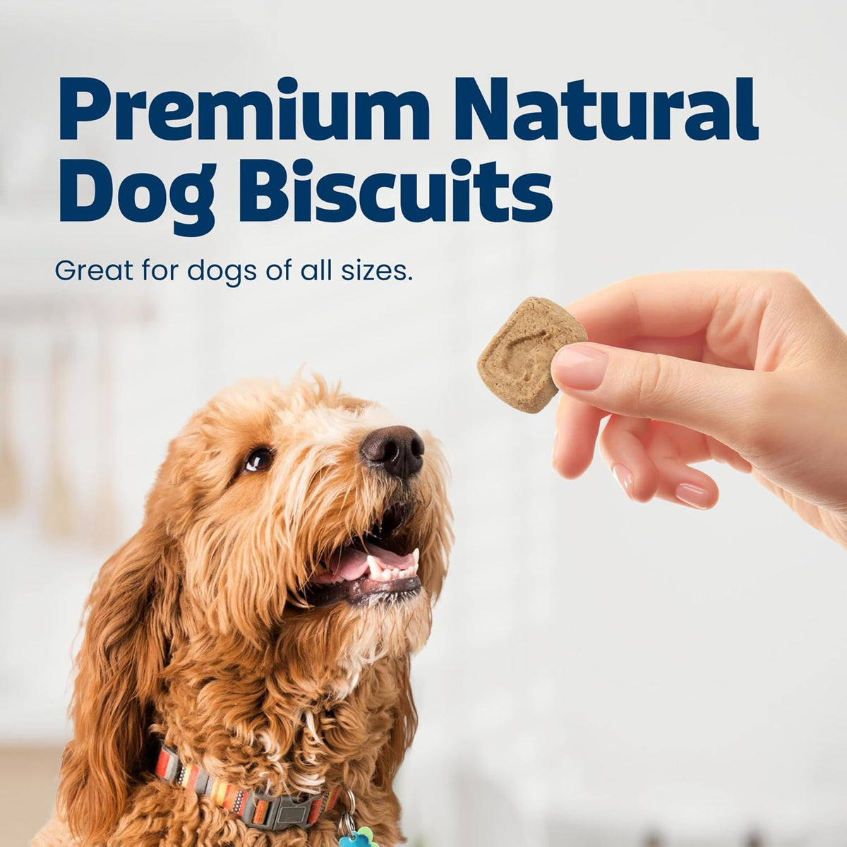 Blue Buffalo Health Bars Pumpkin & Cinnamon Dog Biscuits, 16 oz Father Jim Norris notebooks