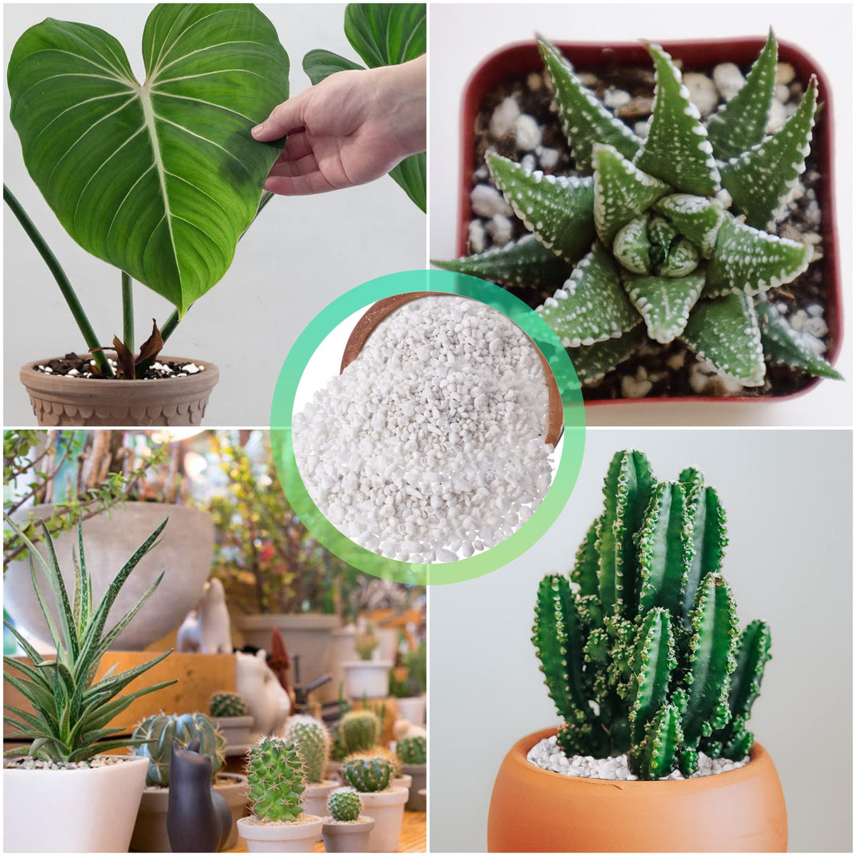Legigo 4 Quarts Organic Perlite for Plants Indoor, Soil Mix Amendment Father Jim Norris notebooks