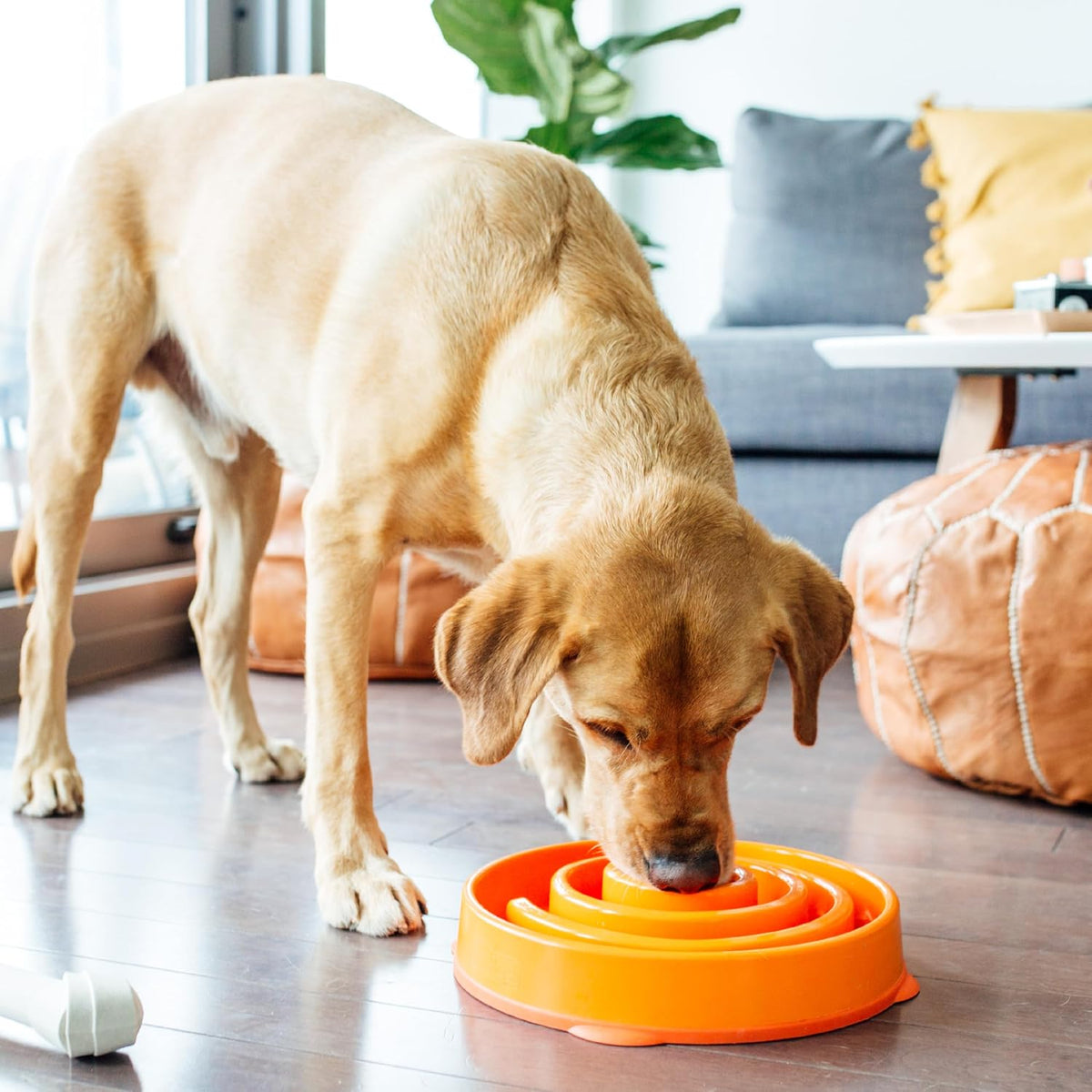 Outward Hound Fun Feeder Slo Bowl Dog Slow Feeder, Notch, Blue, 8.8"