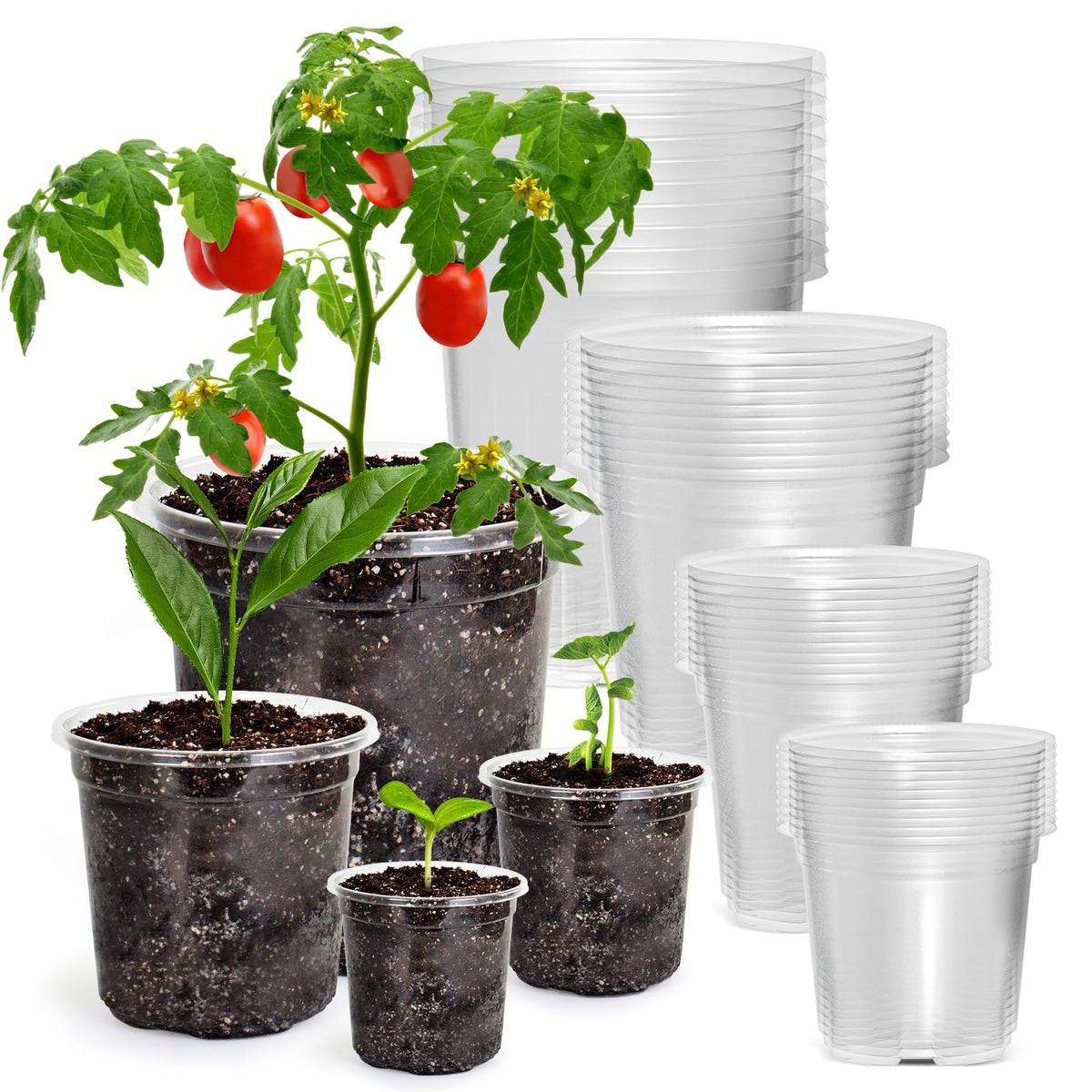 Bluepro Clear Nursery Pots with Humidity Domes, 4 Inch, 30-Pack Father Jim Norris notebooks