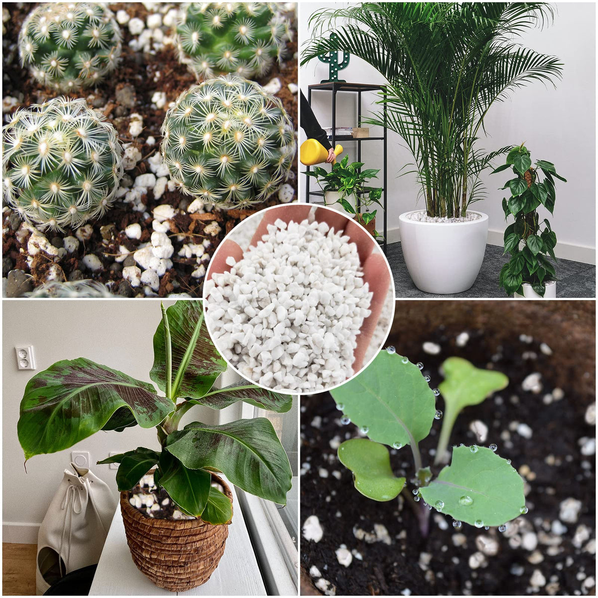 Legigo 4 Quarts Organic Perlite for Plants Indoor, Soil Mix Amendment Father Jim Norris notebooks