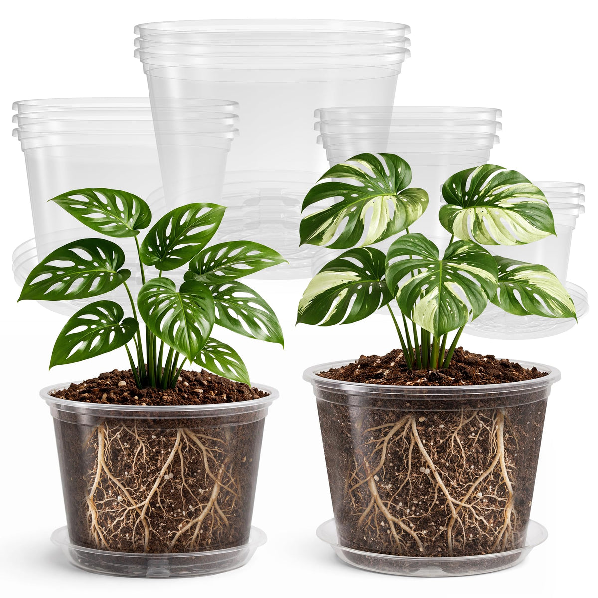 Bluepro Clear Nursery Pots with Humidity Domes, 4 Inch, 30-Pack Father Jim Norris notebooks