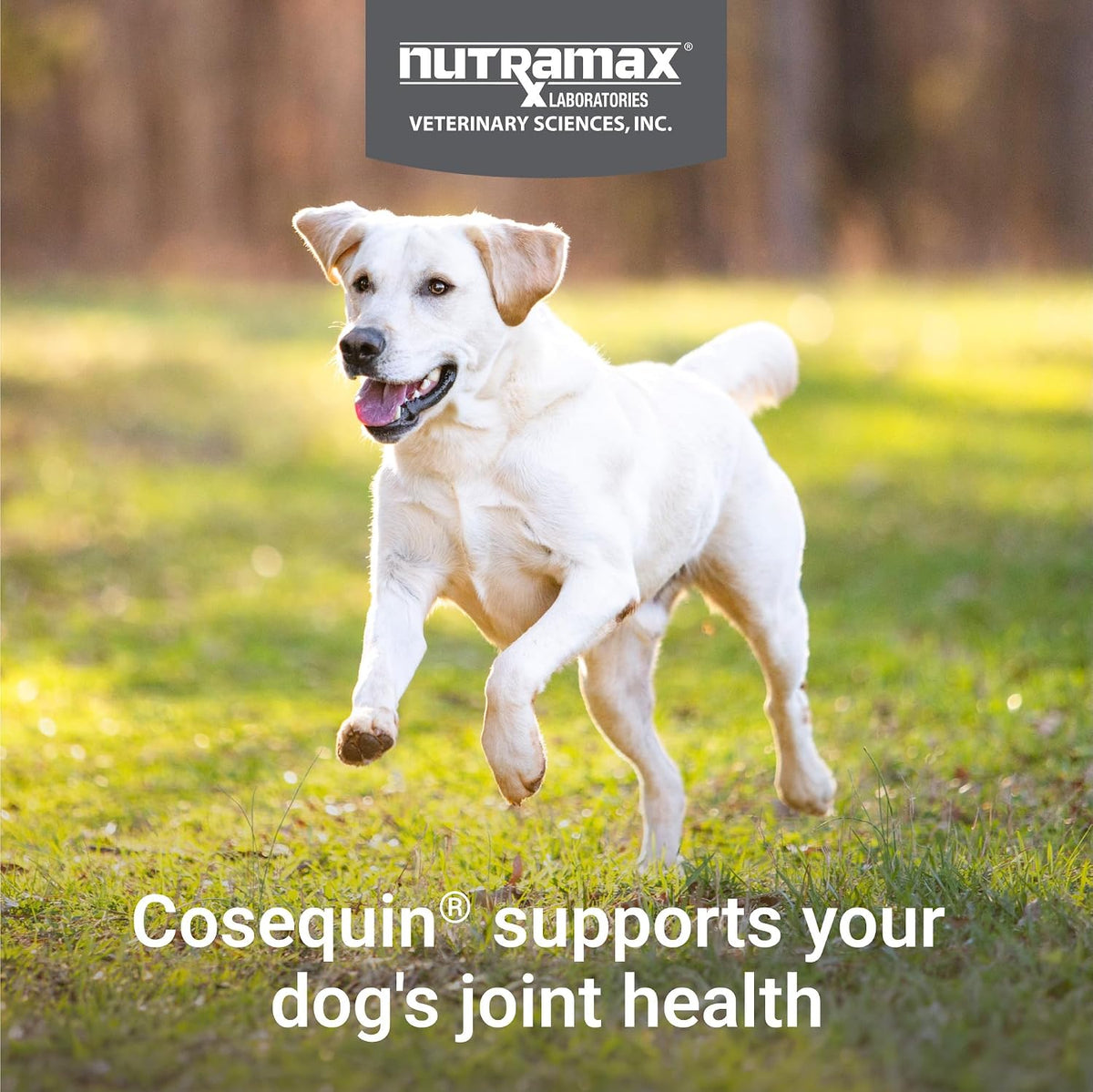 Nutramax Cosequin Joint Supplement for Dogs, Chewable Tablets, 132ct Father Jim Norris notebooks
