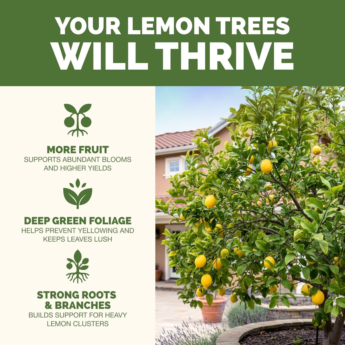 Lemon Tree Fertilizer – Liquid Plant Food for Healthy Growth & Blooms, 8 oz Father Jim Norris notebooks