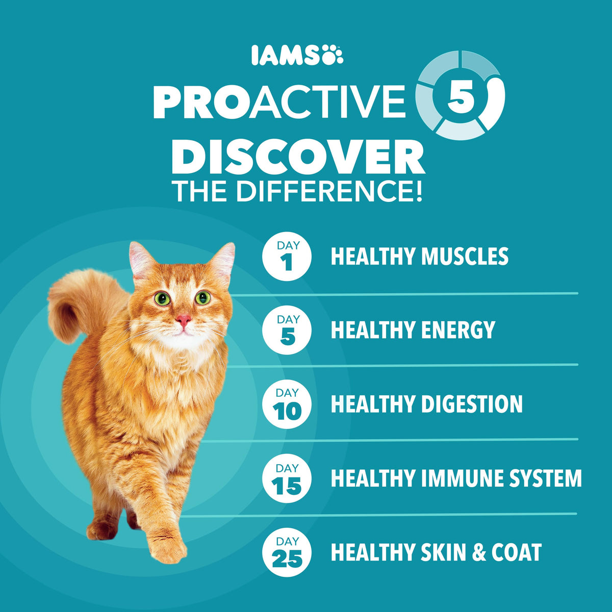 IAMS Proactive Health Indoor Dry Cat Food, Salmon, 7 lb