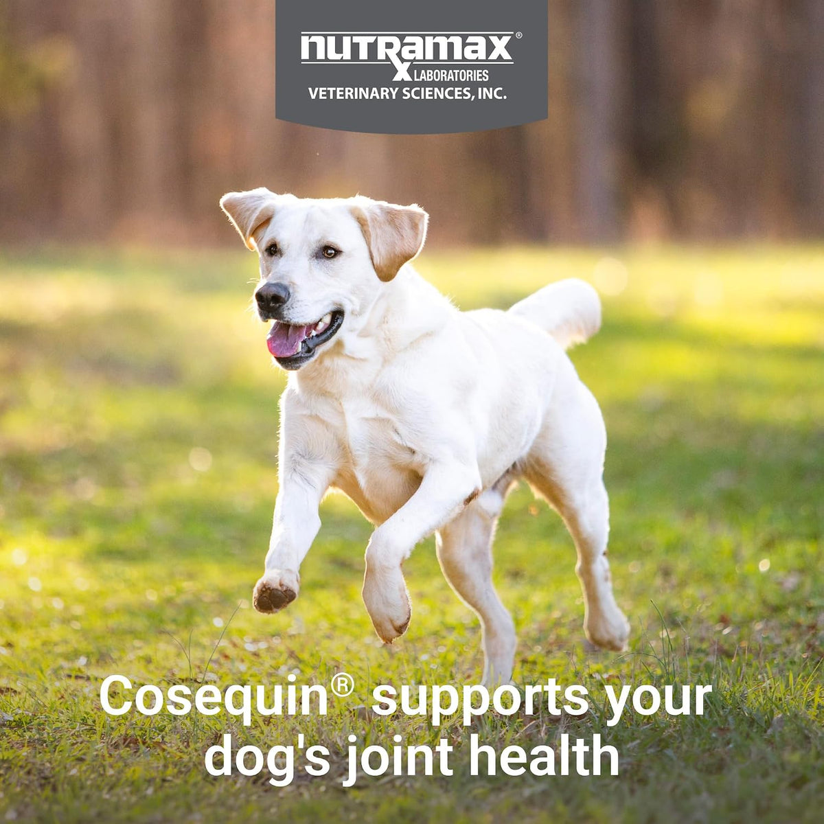 Nutramax Cosequin Joint Supplement for Dogs, Chewable Tablets, 132ct Father Jim Norris notebooks