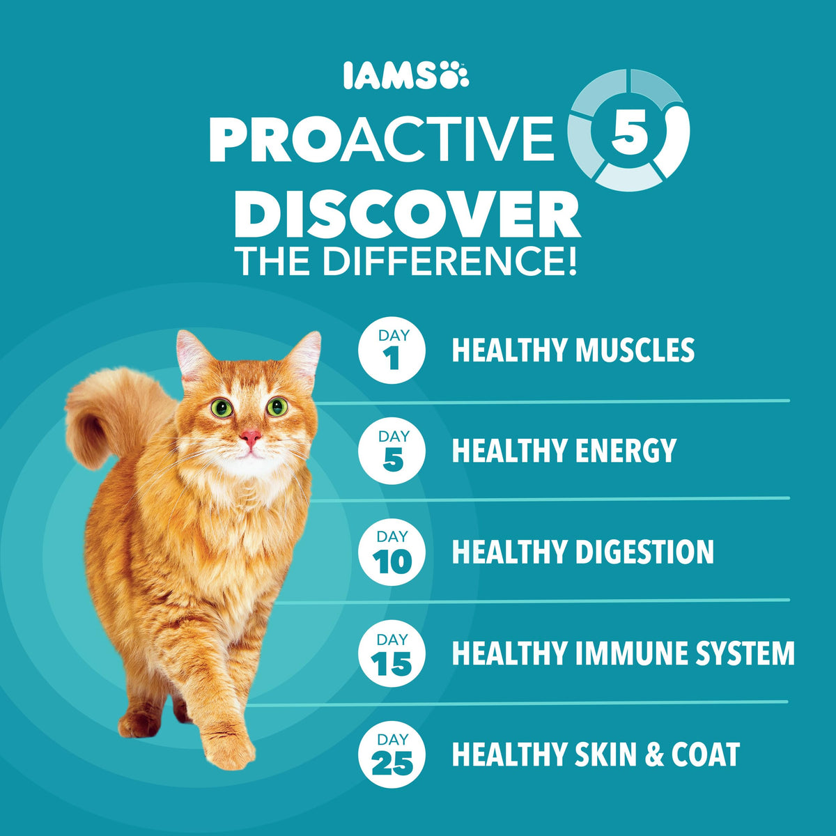 IAMS Proactive Health Indoor Dry Cat Food, Salmon, 7 lb