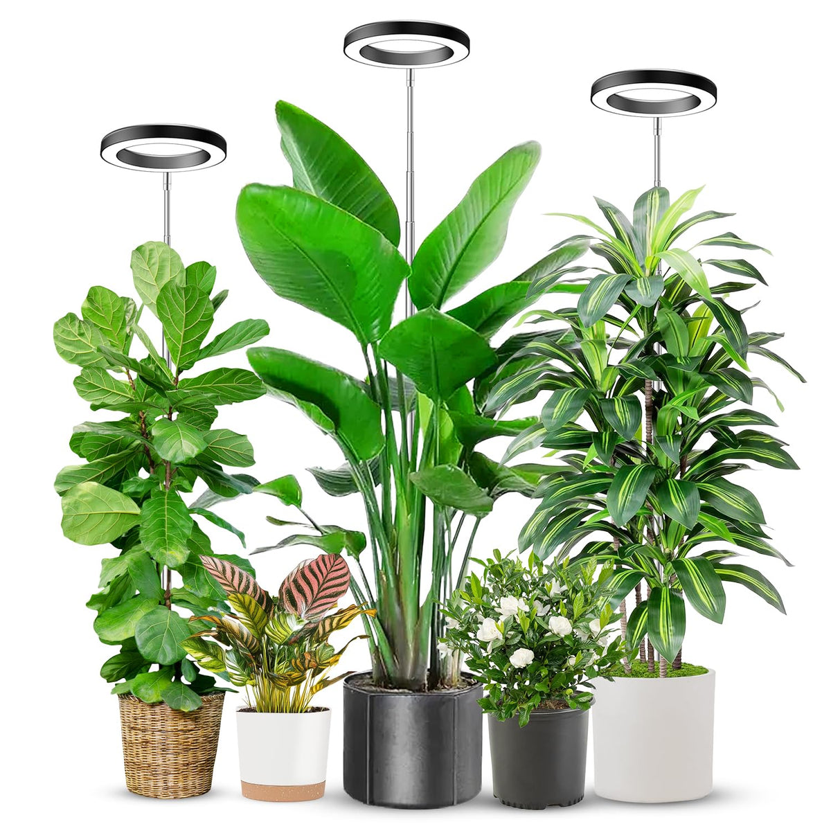 Aokrean Grow Lights for Indoor Plants Growing, Full Spectrum with Base Father Jim Norris notebooks