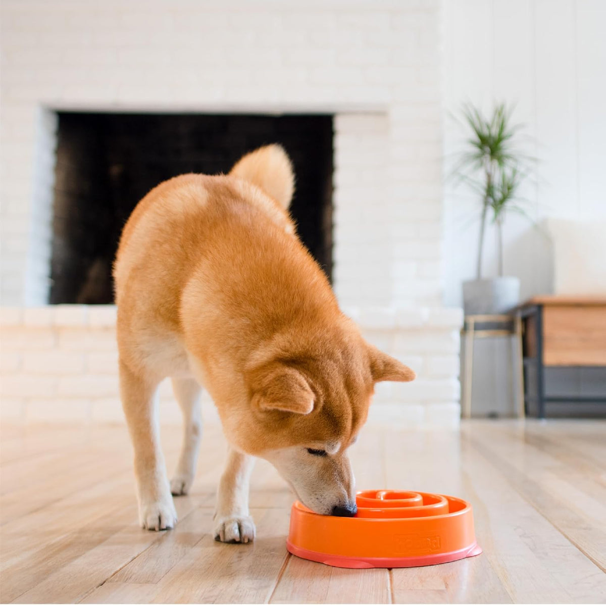 Outward Hound Fun Feeder Slo Bowl Dog Slow Feeder, Notch, Blue, 8.8"