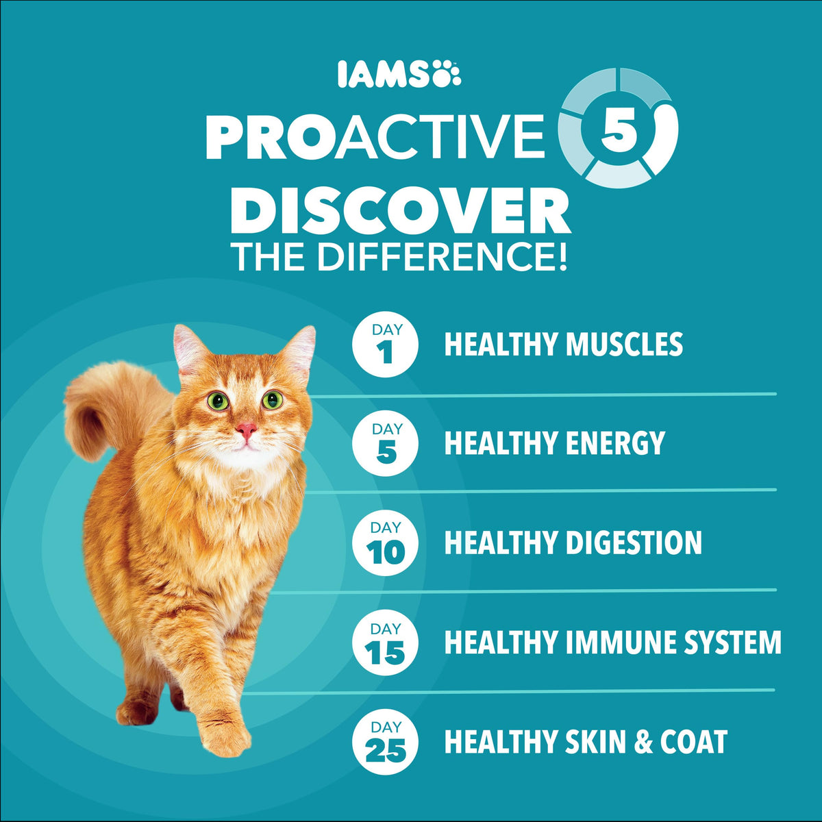 IAMS Proactive Health Indoor Dry Cat Food, Salmon, 7 lb