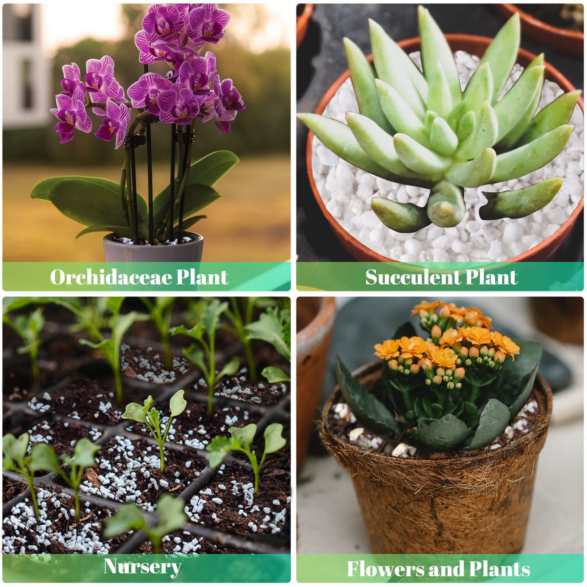Legigo 4 Quarts Organic Perlite for Plants Indoor, Soil Mix Amendment Father Jim Norris notebooks