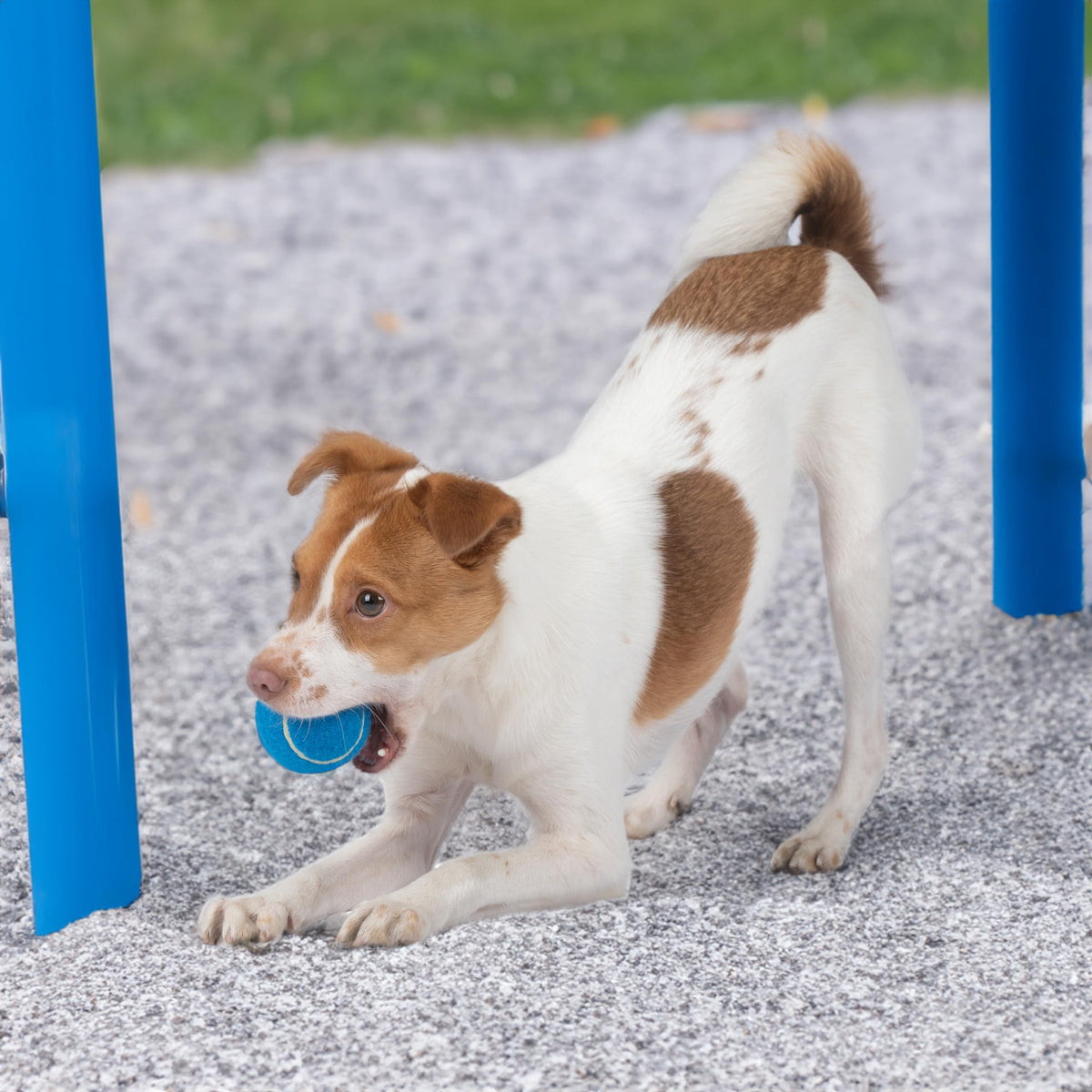 Best Pet Supplies Interactive Squeaky Dog Toy - Crinkle Duck, Blue Father Jim Norris notebooks