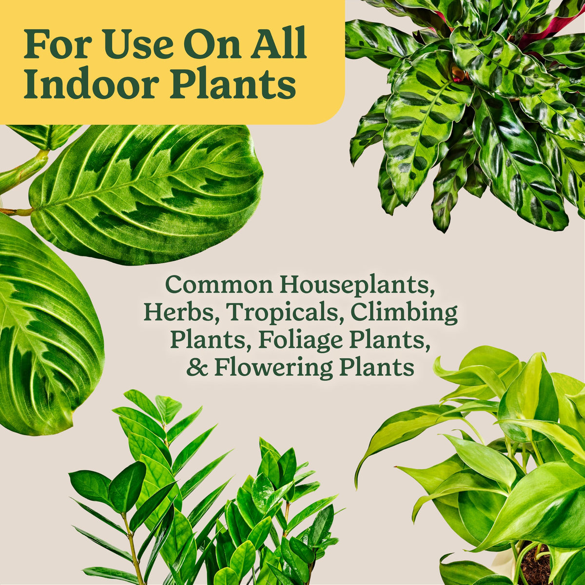 Miracle-Gro Indoor Plant Grow, Feed & Protect Houseplant Care Bundle Father Jim Norris notebooks