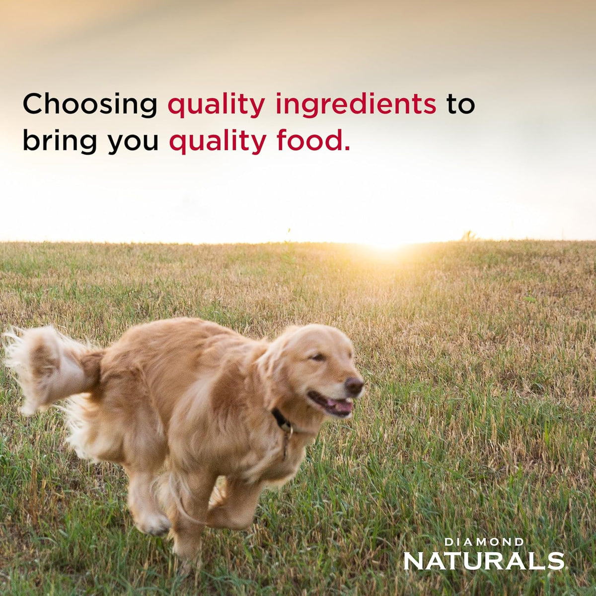 Diamond Naturals Light Adult Dry Dog Food, Lamb Meal & Rice, 30lb