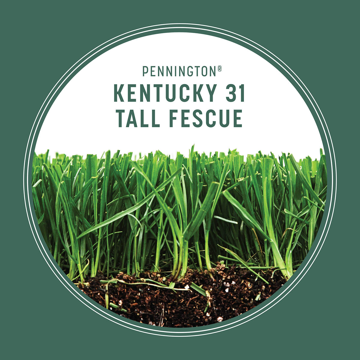 Pennington Kentucky 31 Tall Fescue Grass Seed, Drought-Resistant, 7 LB Father Jim Norris notebooks