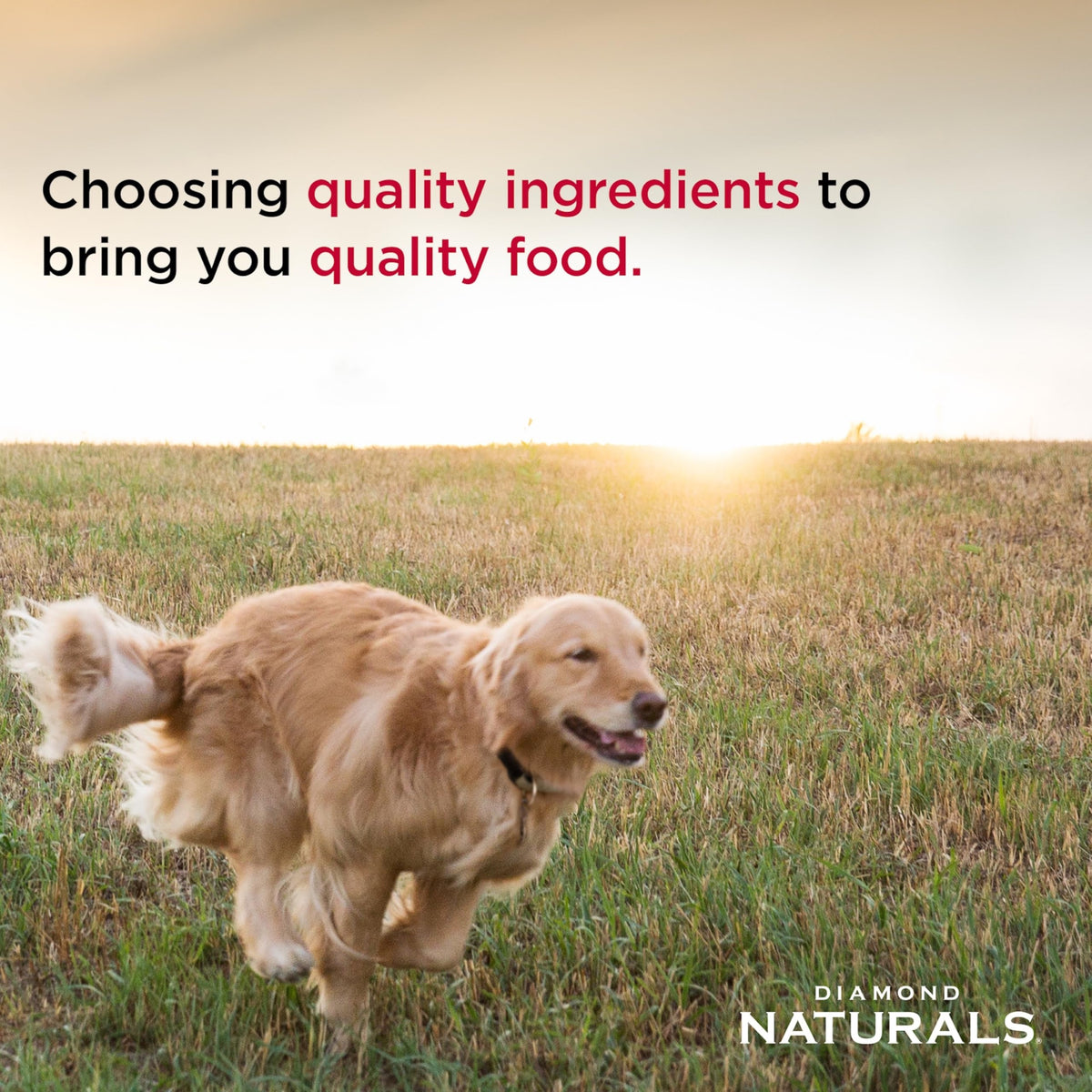 Diamond Naturals Light Adult Dry Dog Food, Lamb Meal & Rice, 30lb