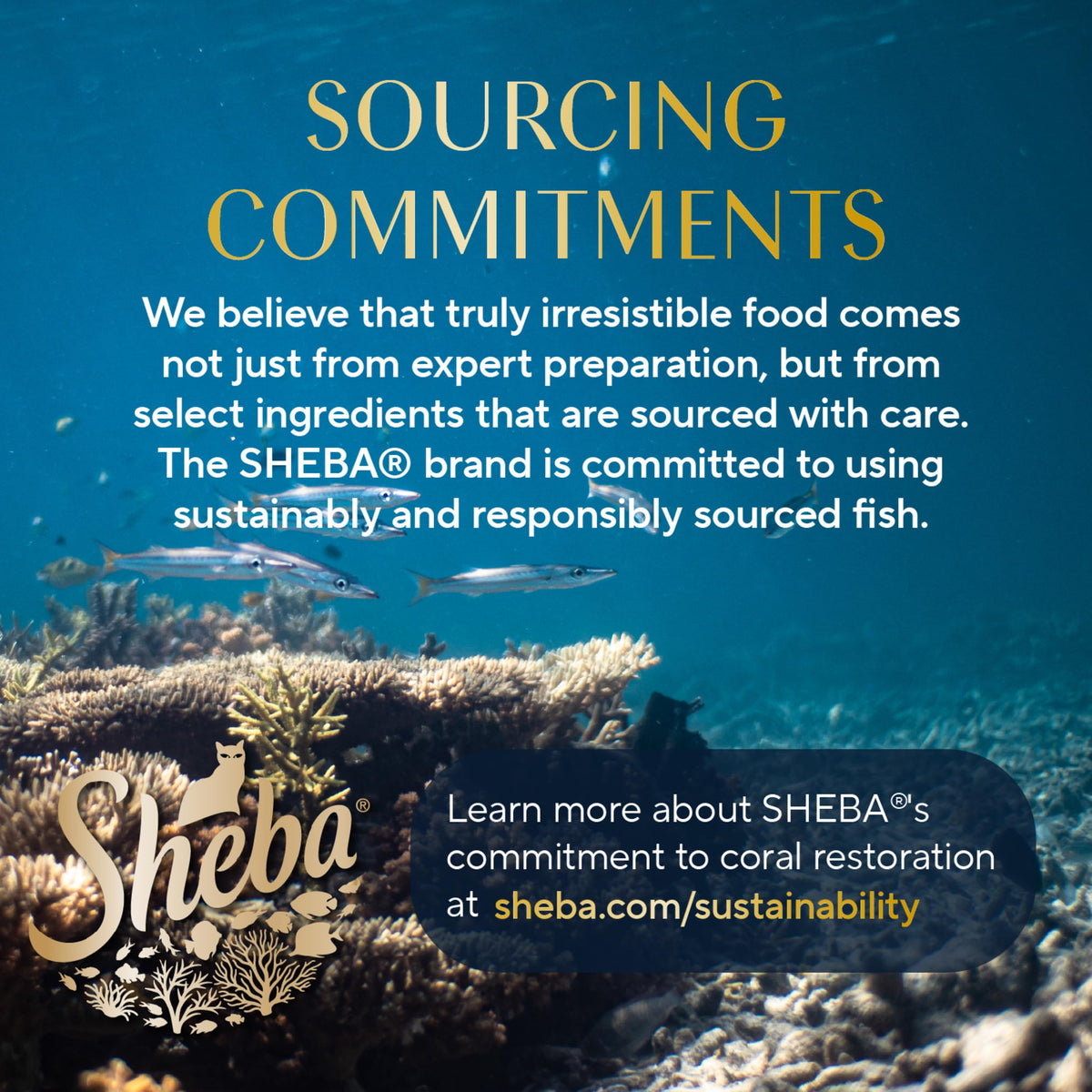 Sheba Perfect Portions Cuts Wet Cat Food, Salmon & Tuna, 2.6 oz, 12 ct, 2pk